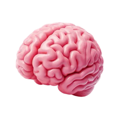 Human brain illustration